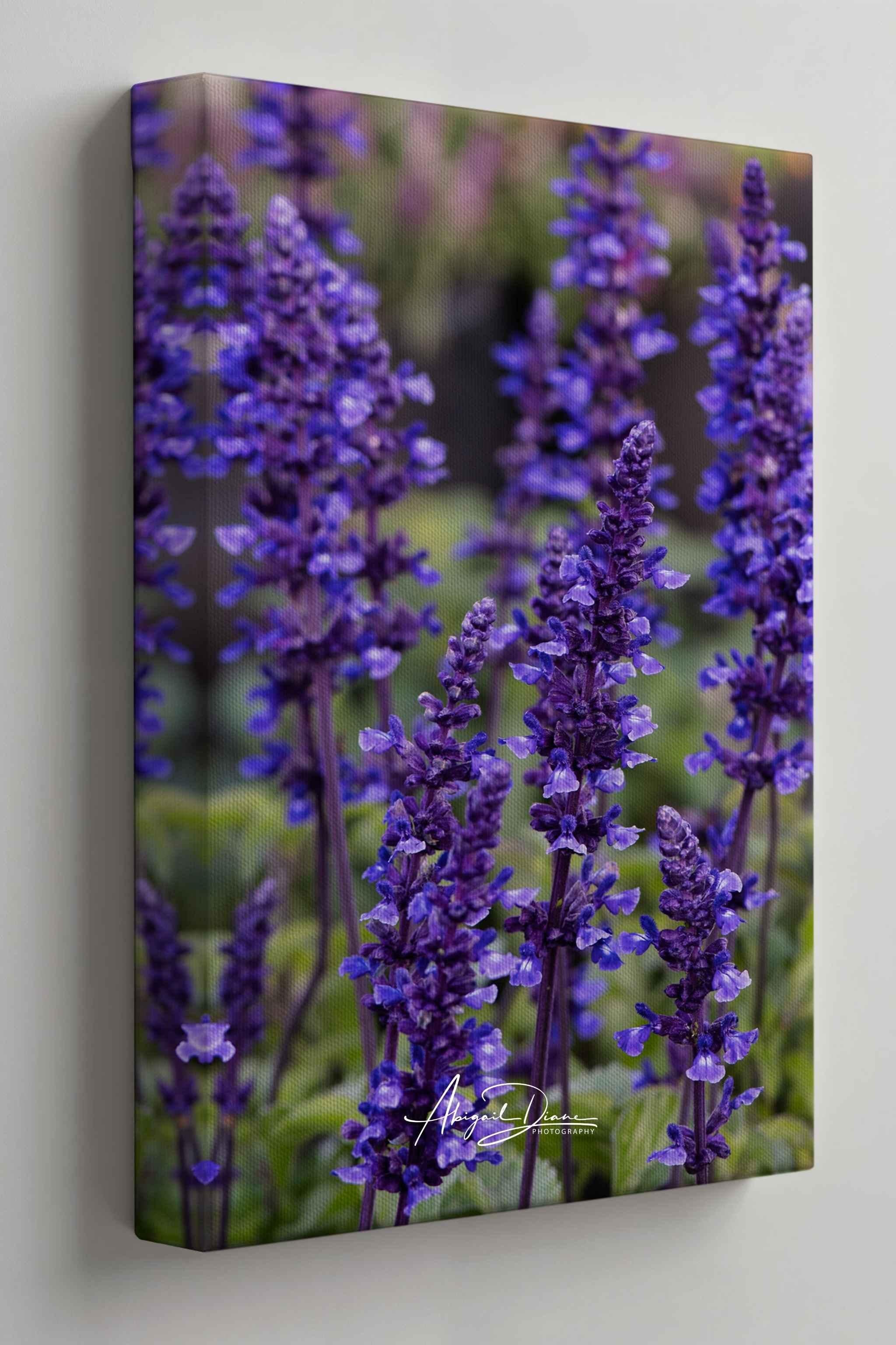 Premium gallery wrapped canvas featuring Where the Wildflowers Dream by Abigail Diane Photography, showcasing vibrant purple salvia flowers with image wrapped seamlessly around the canvas edges.